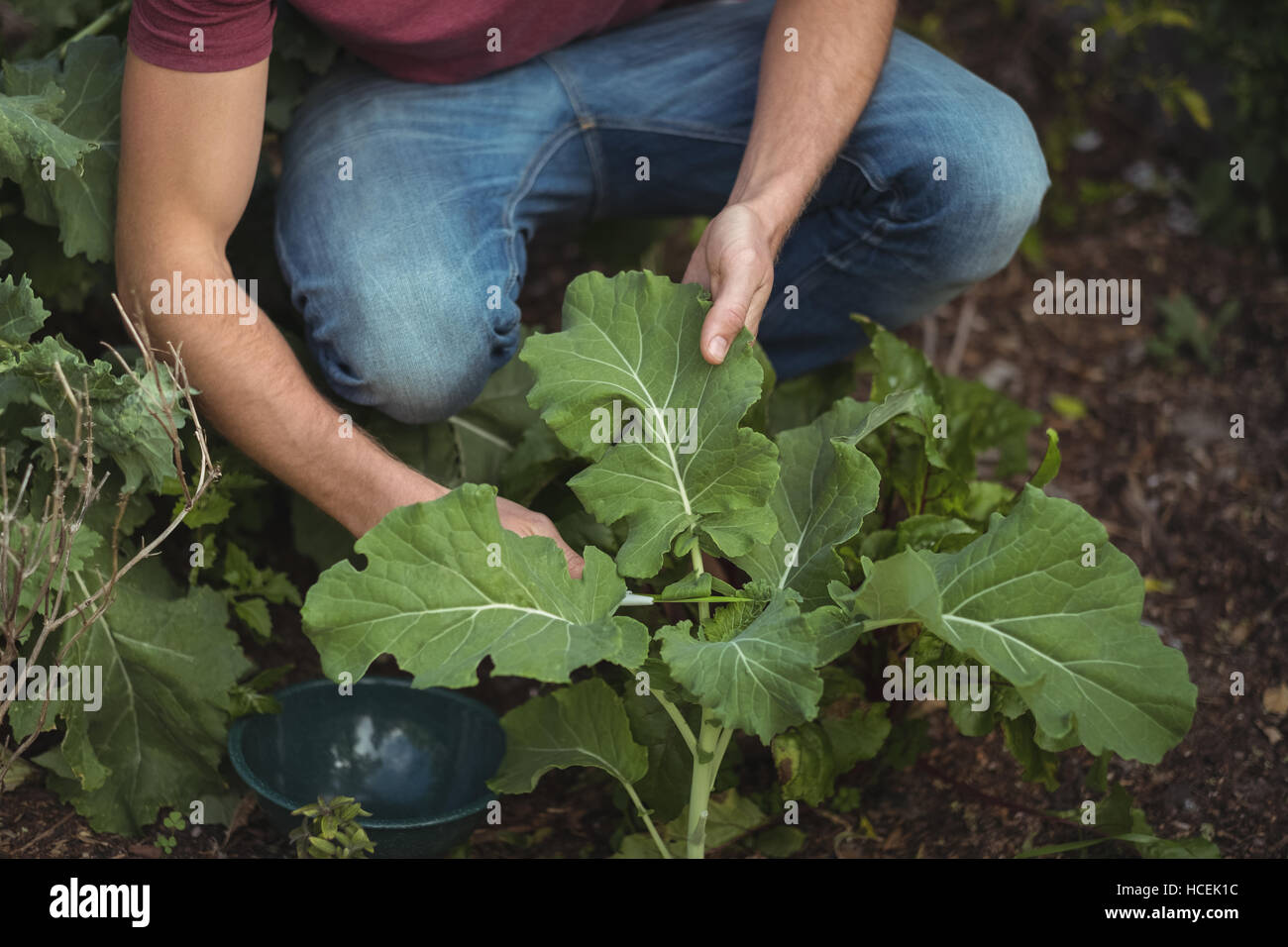 Uomo taglio di foglie della pianta di barbabietola Foto Stock