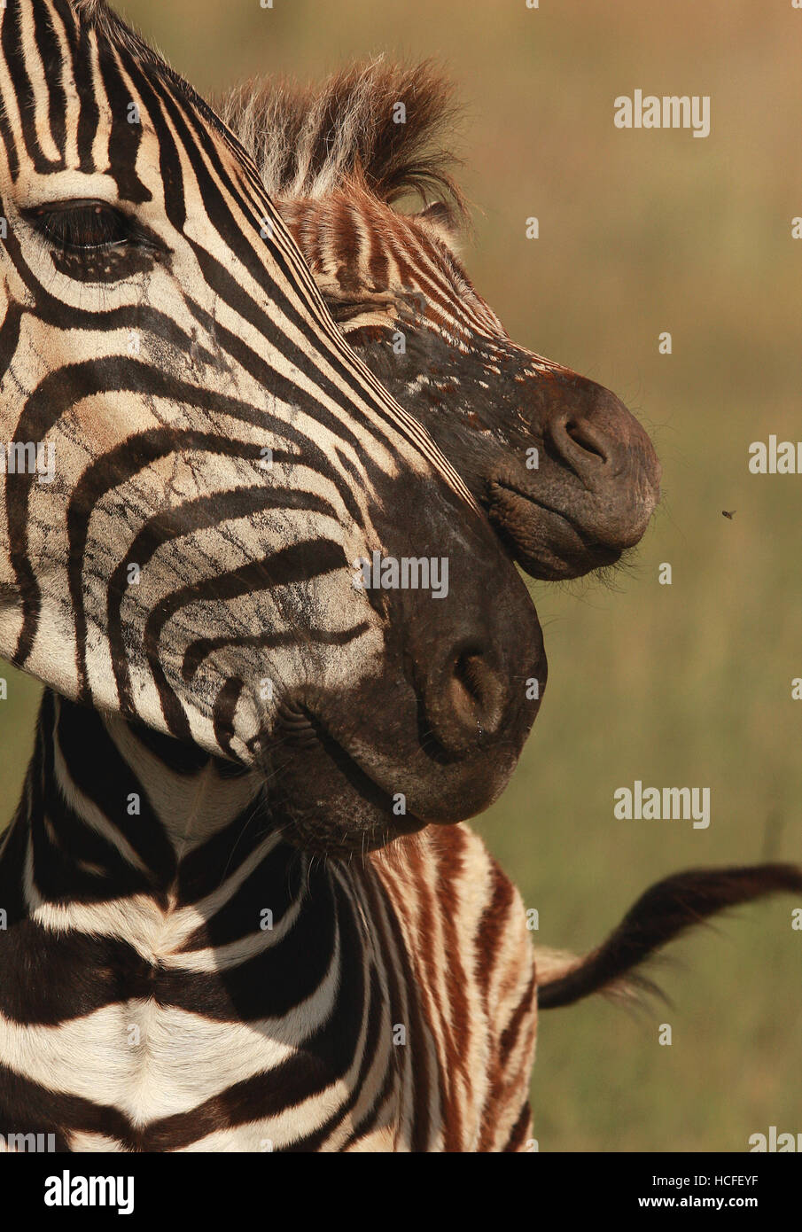 Zebra la madre e il bambino Foto Stock