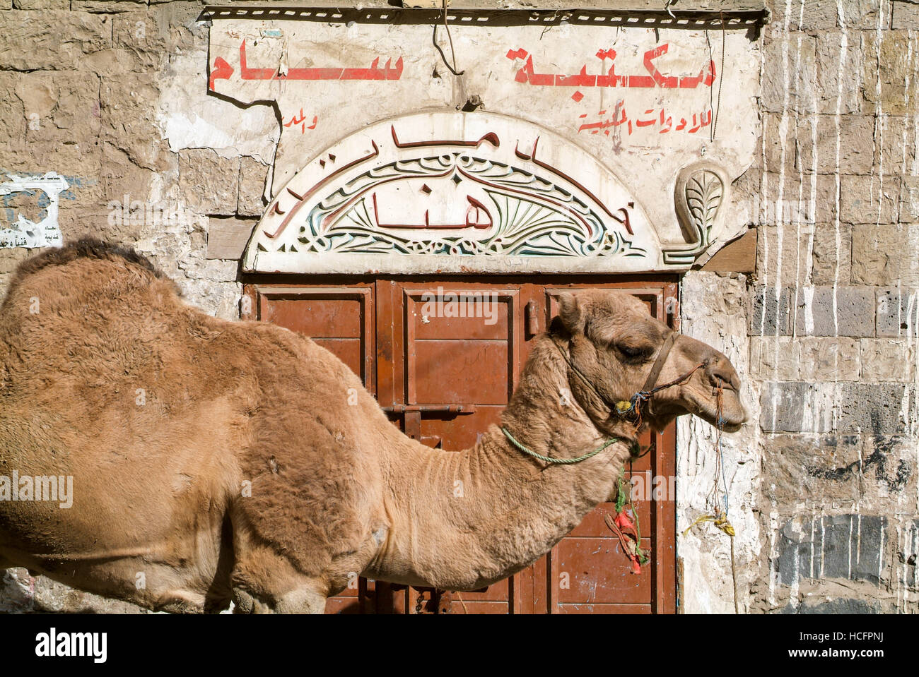 Dromedario davanti a una porta di una casa di vecchia Sana nello Yemen Foto Stock