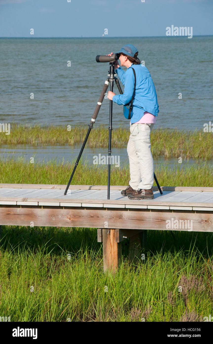 Il Boardwalk birding, Aransas National Wildlife Refuge, Texas Foto Stock