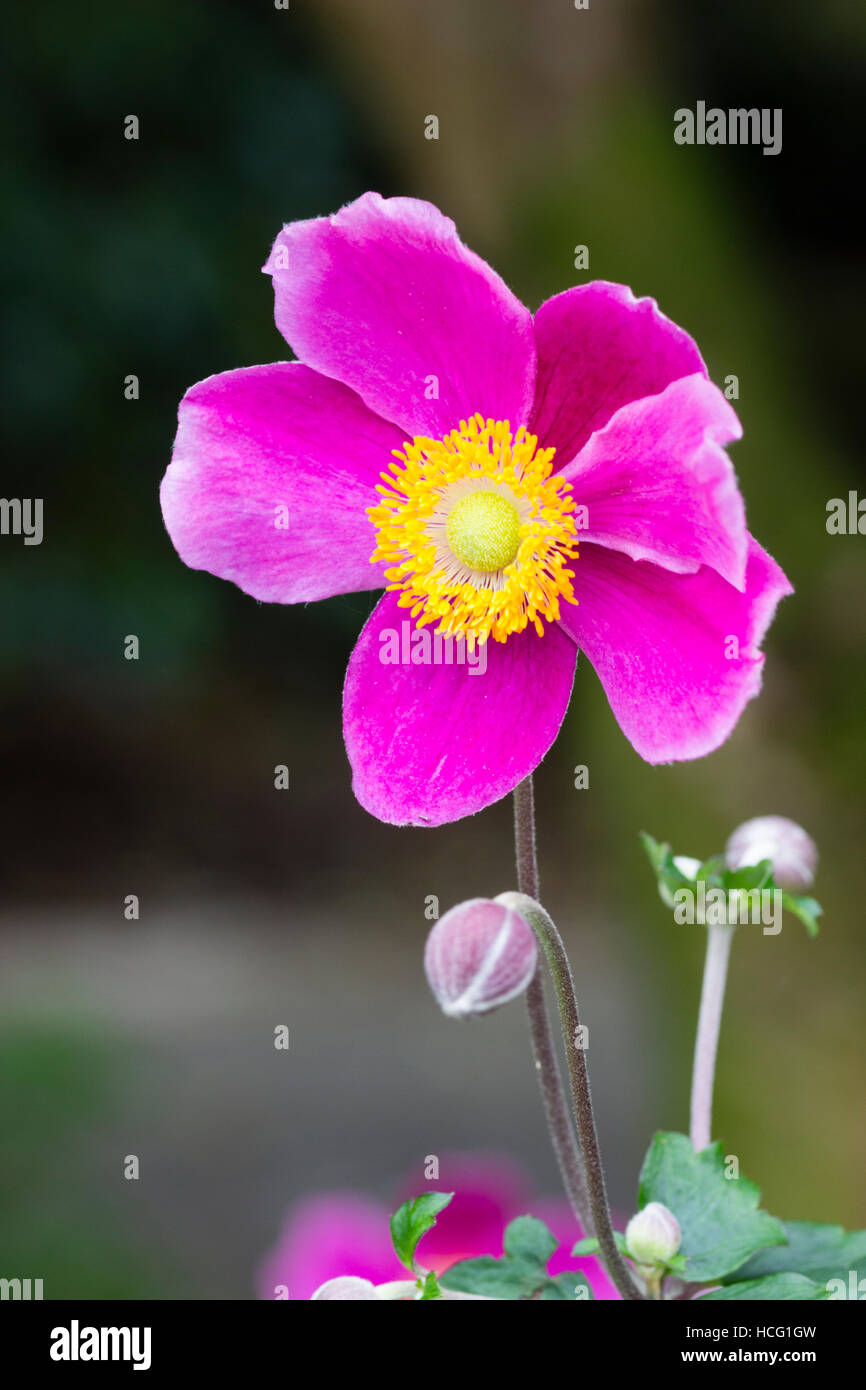 Deep pink fiore del giapponese, anemone hupehensis Anemone 'Hadspen abbondanza' Foto Stock