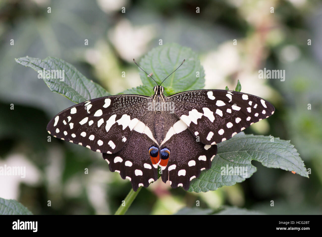 Papilio demodocus, agrumi a coda di rondine o il Natale Butterfly, l Africa sub-sahariana Foto Stock