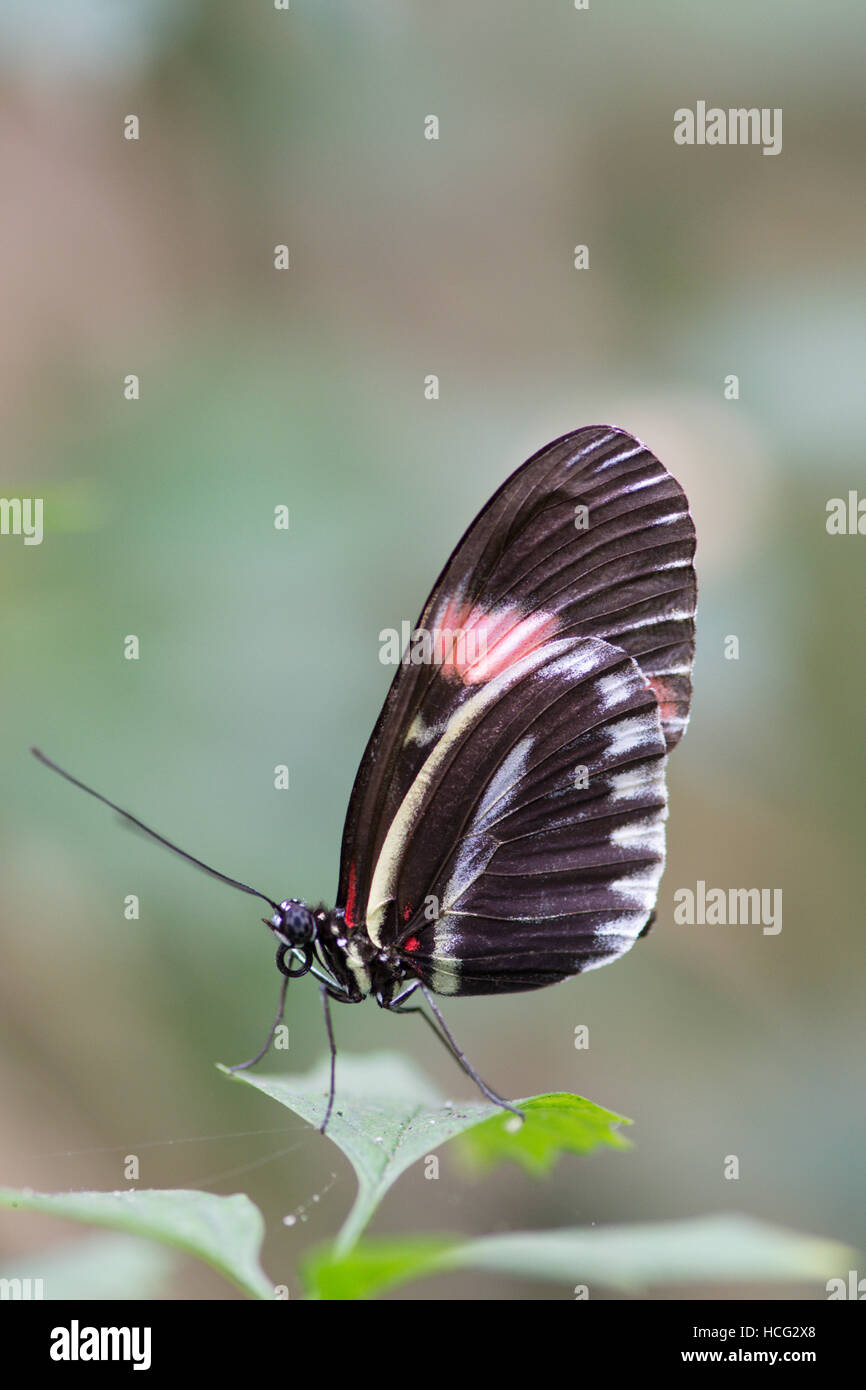 Postino (Heliconius melpomene :) farfalla. Dal Centro e Sud America. Foto Stock