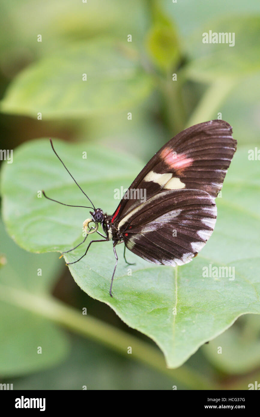 Postino (Heliconius melpomene :) farfalla. Dal Centro e Sud America. Foto Stock