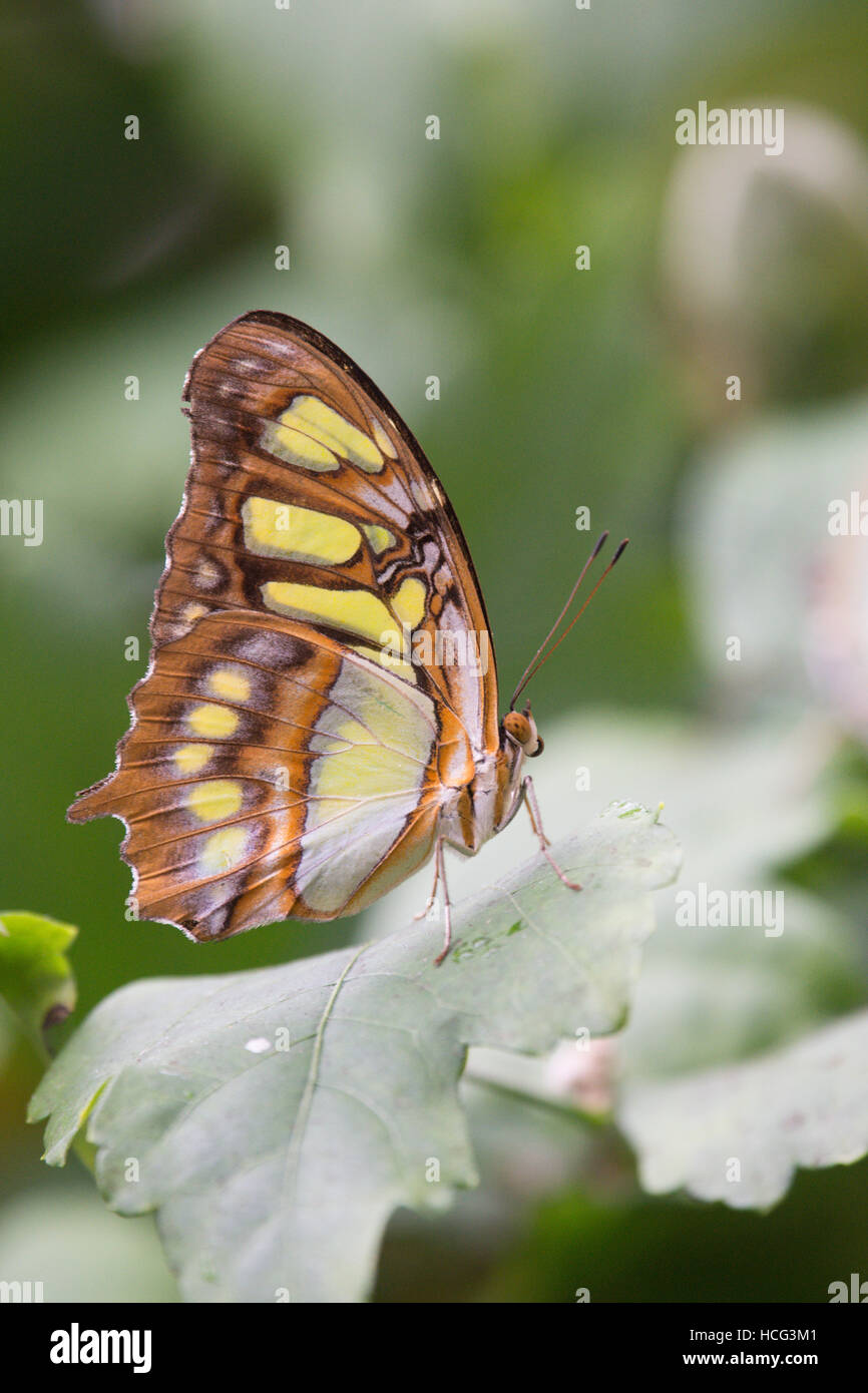 Malachite stelenes Siproeta, Butterfly. Da America del Sud e Centrale. Foto Stock