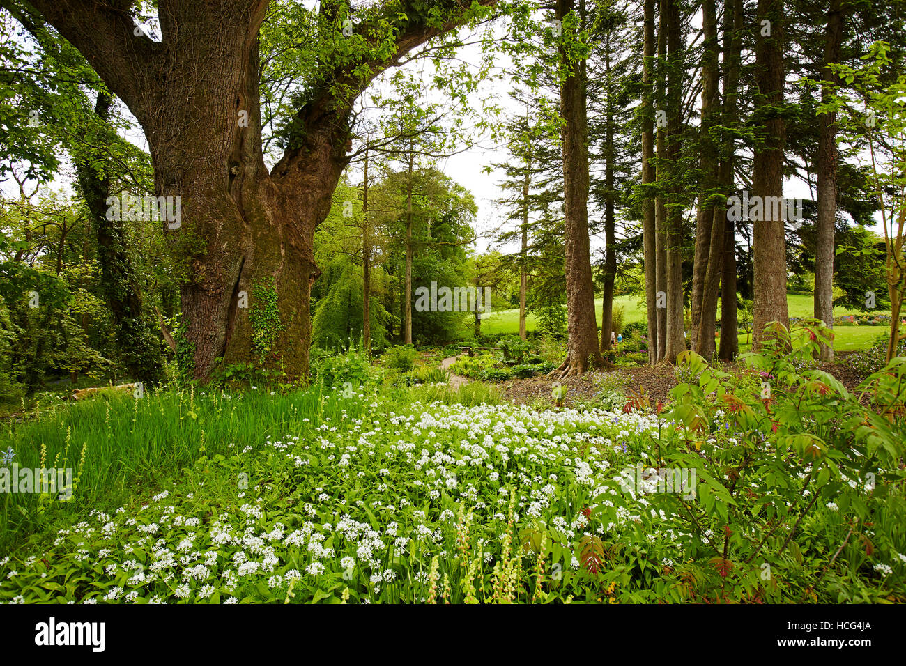 Aglio selvatico fiori nei giardini Aberglasney, Wales, Regno Unito Foto Stock