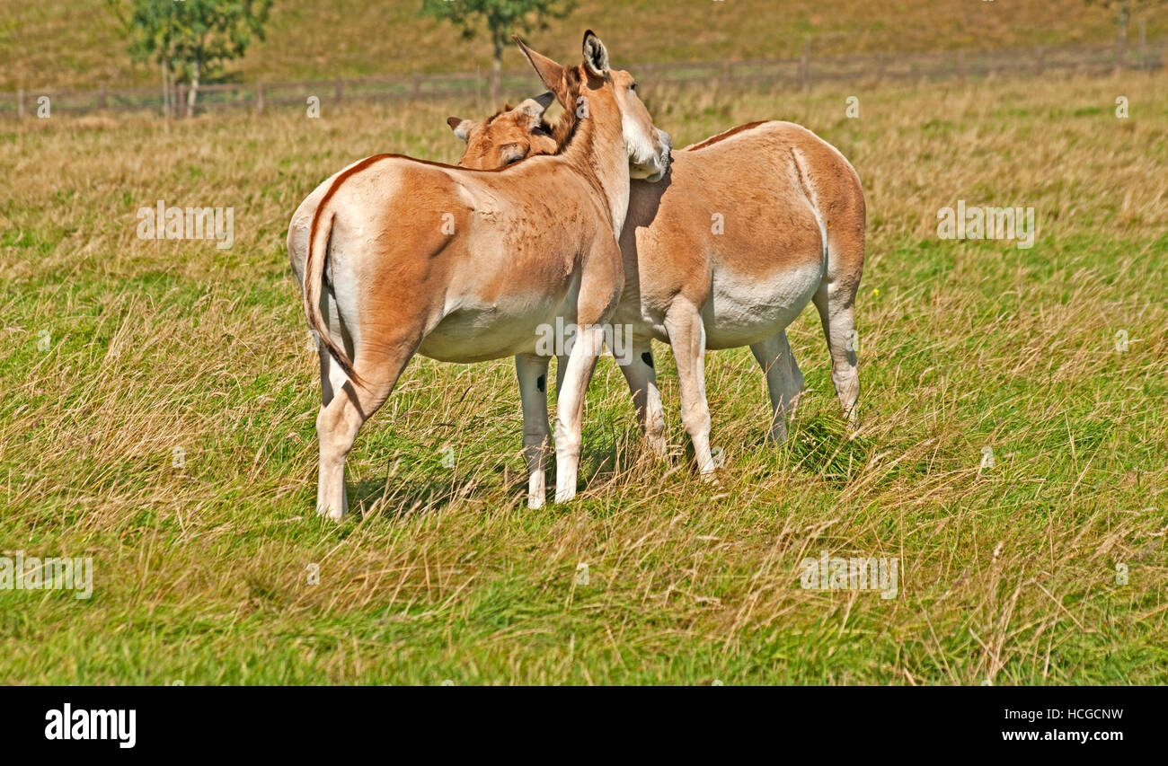 Onagro, Equus hemionus onagro, Asia Foto Stock