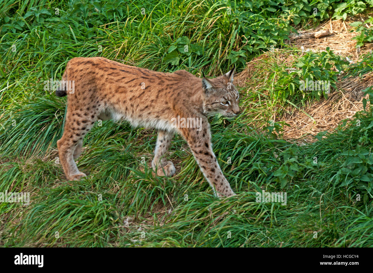 Lince europea, Felis lynx, Captive Foto Stock