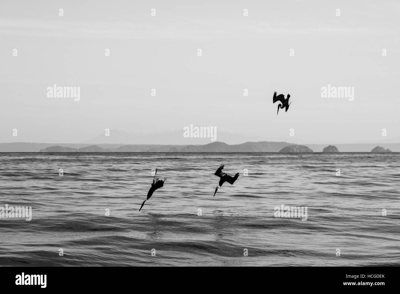 Immagine in bianco e nero di tre pellicani immersioni nell'Oceano Pacifico per i pesci, Guanacaste in Costa Rica Foto Stock