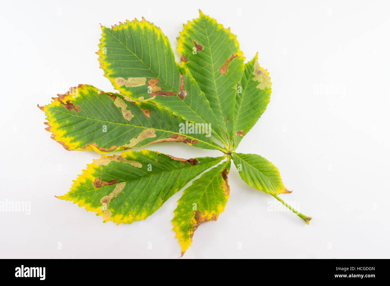 Wild foglie di castagno posto su sfondo bianco Foto Stock