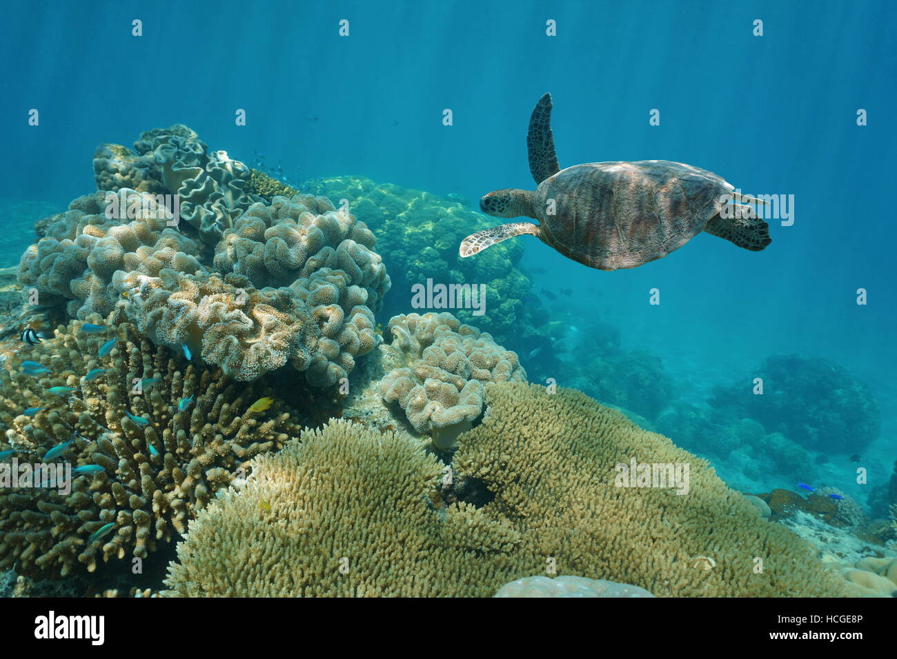 Una tartaruga verde subacquei con coralli, Nuova Caledonia, oceano pacifico del sud Foto Stock