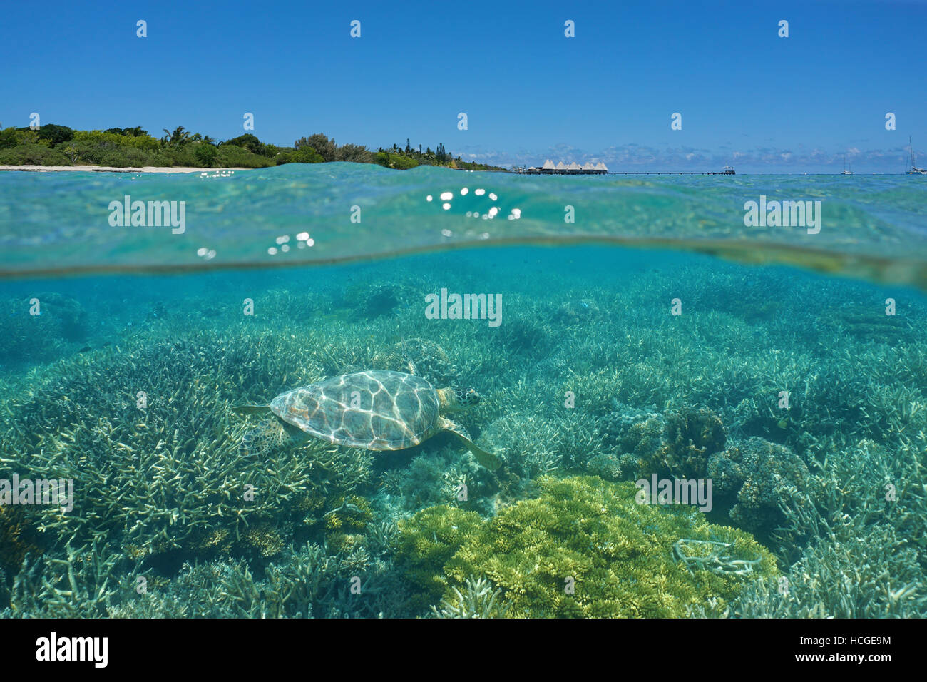 Sopra e sotto il mare, un sottomarino di tartaruga su una scogliera di corallo e isola con resort e al di sopra della superficie, Noumea, Nuova Caledonia, Pacific Foto Stock