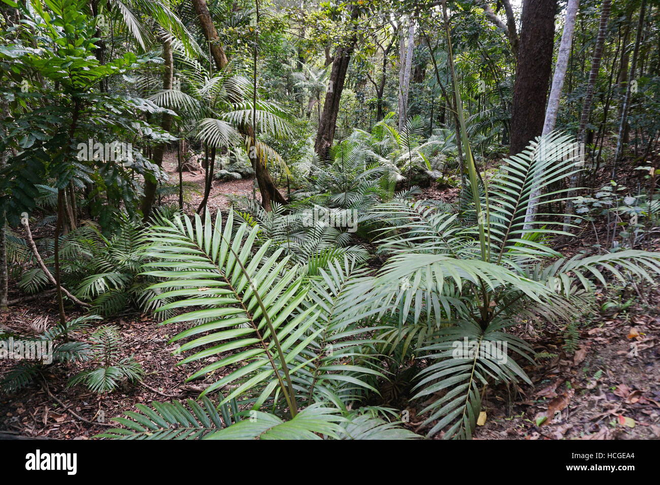 Palm alberi che crescono in una foresta della Nuova Caledonia, Grande Terre, l'isola del Sud Pacifico Foto Stock