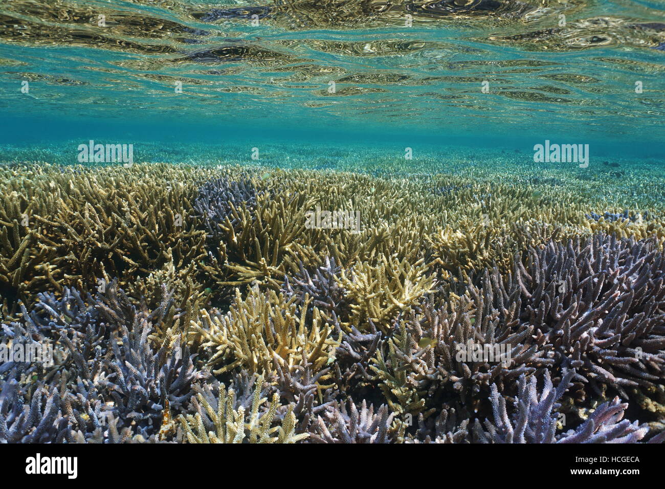 Shallow Coral reef subacquei con Acropora staghorn coralli in buone condizioni, oceano pacifico del sud, Nuova Caledonia Foto Stock