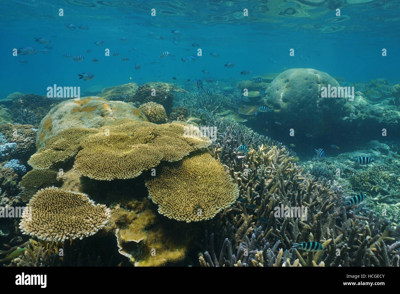 Underwater Coral reef con scissortail sergente pesce, Nuova Caledonia, oceano pacifico del sud Foto Stock
