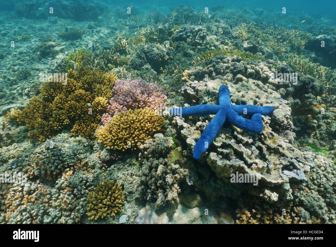 Vita sottomarina colori, un blu mare Linckia stella con coralli, oceano pacifico del sud, Nuova Caledonia Foto Stock