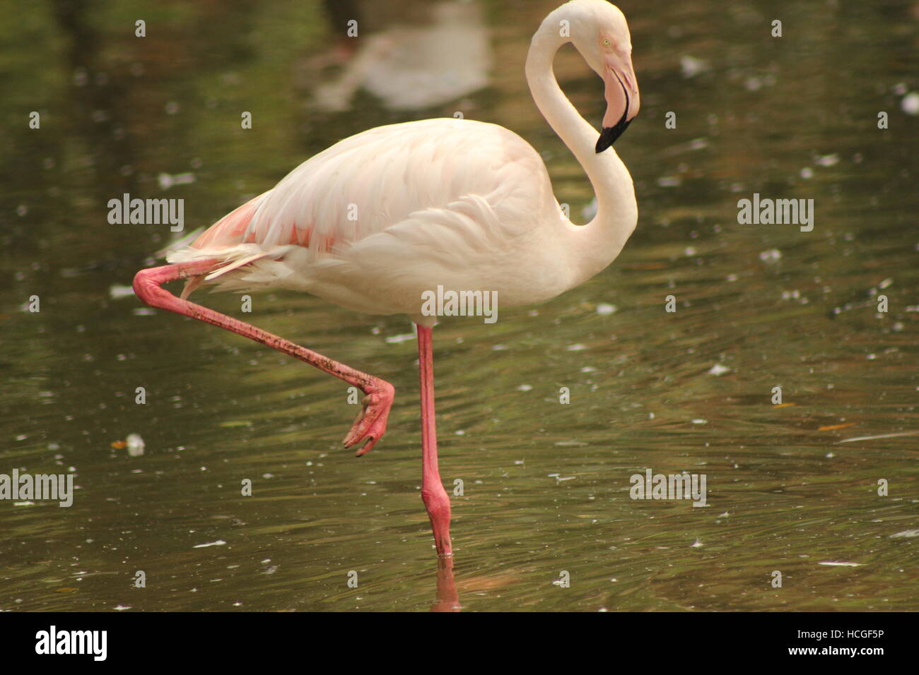 Amore che S che rendono i fenicotteri Foto Stock