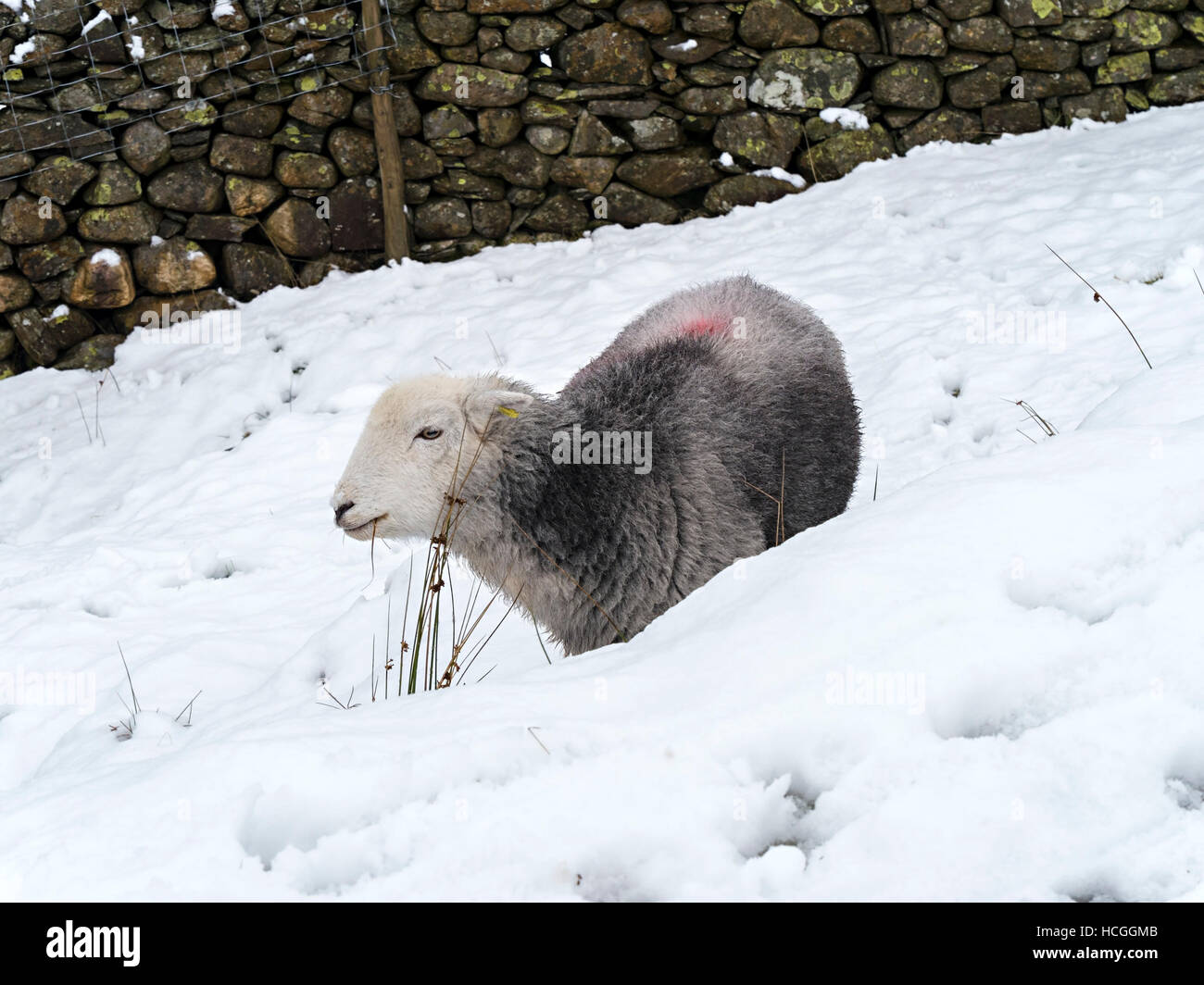 Herdwick Lakeland Sheep in neve, Lake District, Cumbria, Inghilterra, Regno Unito. Foto Stock