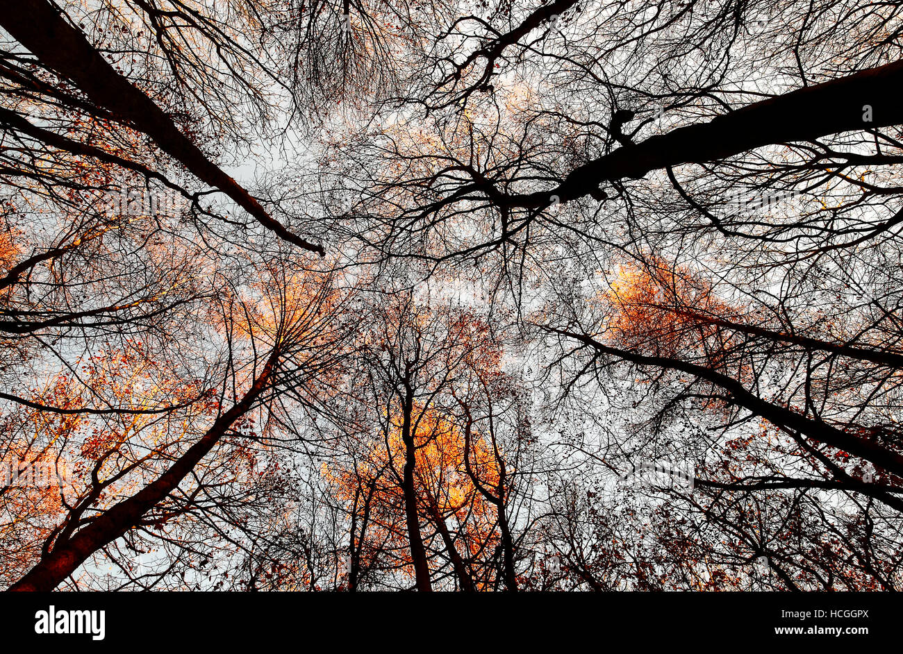 Drammatica albero canopy viste dal basso cercando fino a Woodland Park Foto Stock