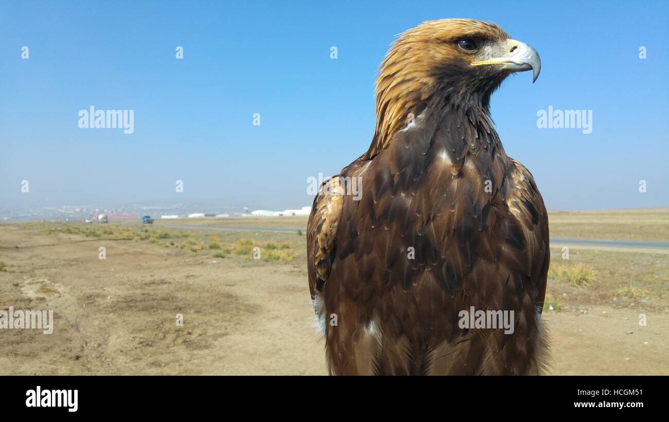 Un orgoglioso eagle nella pianura esterna della Mongolia Foto Stock