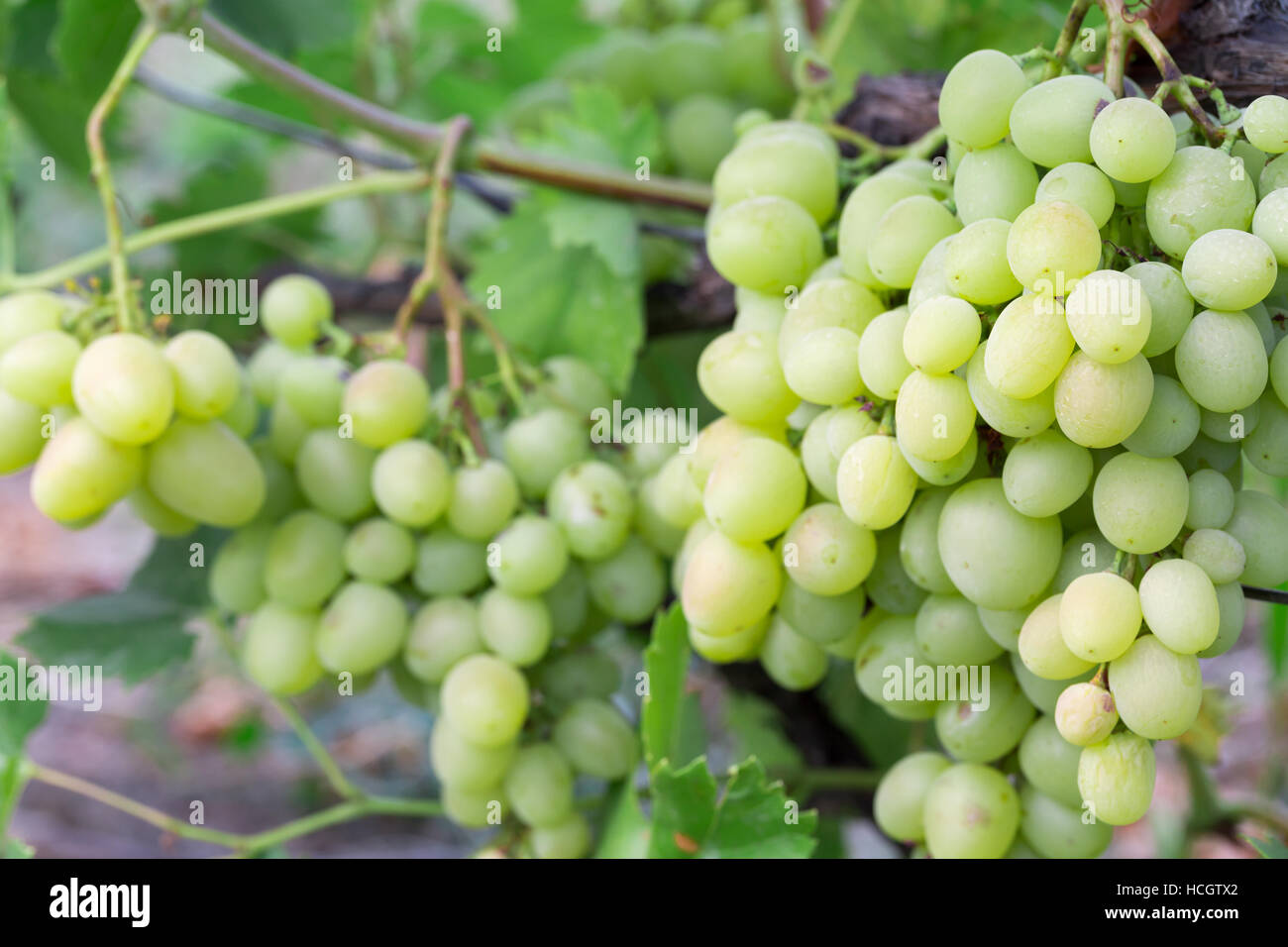 Close up di uva verde sul ramo. Foto Stock