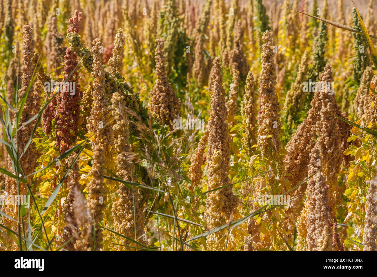 Campo di quinoa piante che crescono nel bacino di Qaidam, Provincia di Qinghai, Cina Foto Stock