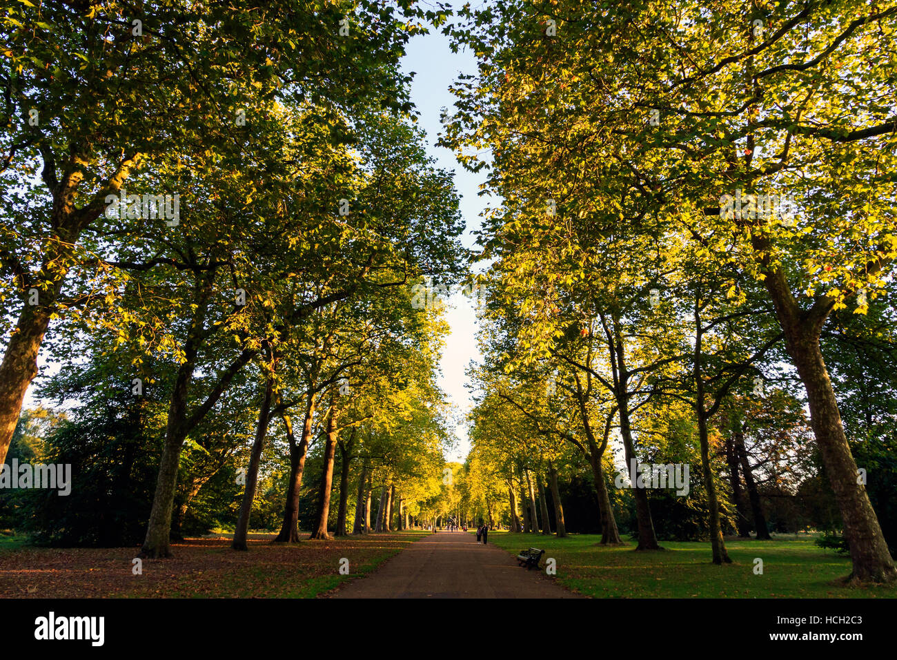 Strada alberata in Hyde Park Londra Foto Stock