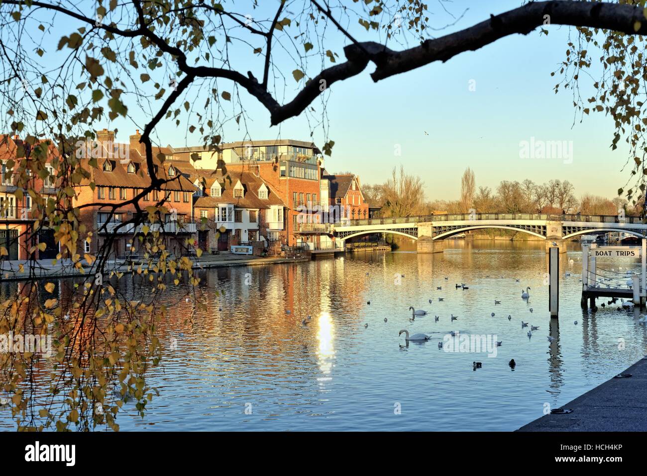 Il fiume il Tamigi a Windsor Berkshire REGNO UNITO Foto Stock