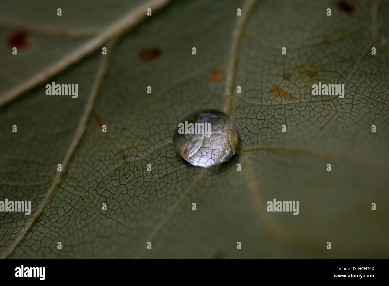 In prossimità di una goccia di acqua sul lato inferiore di una foglia che mostrano pattern di vena e rifrazione Foto Stock