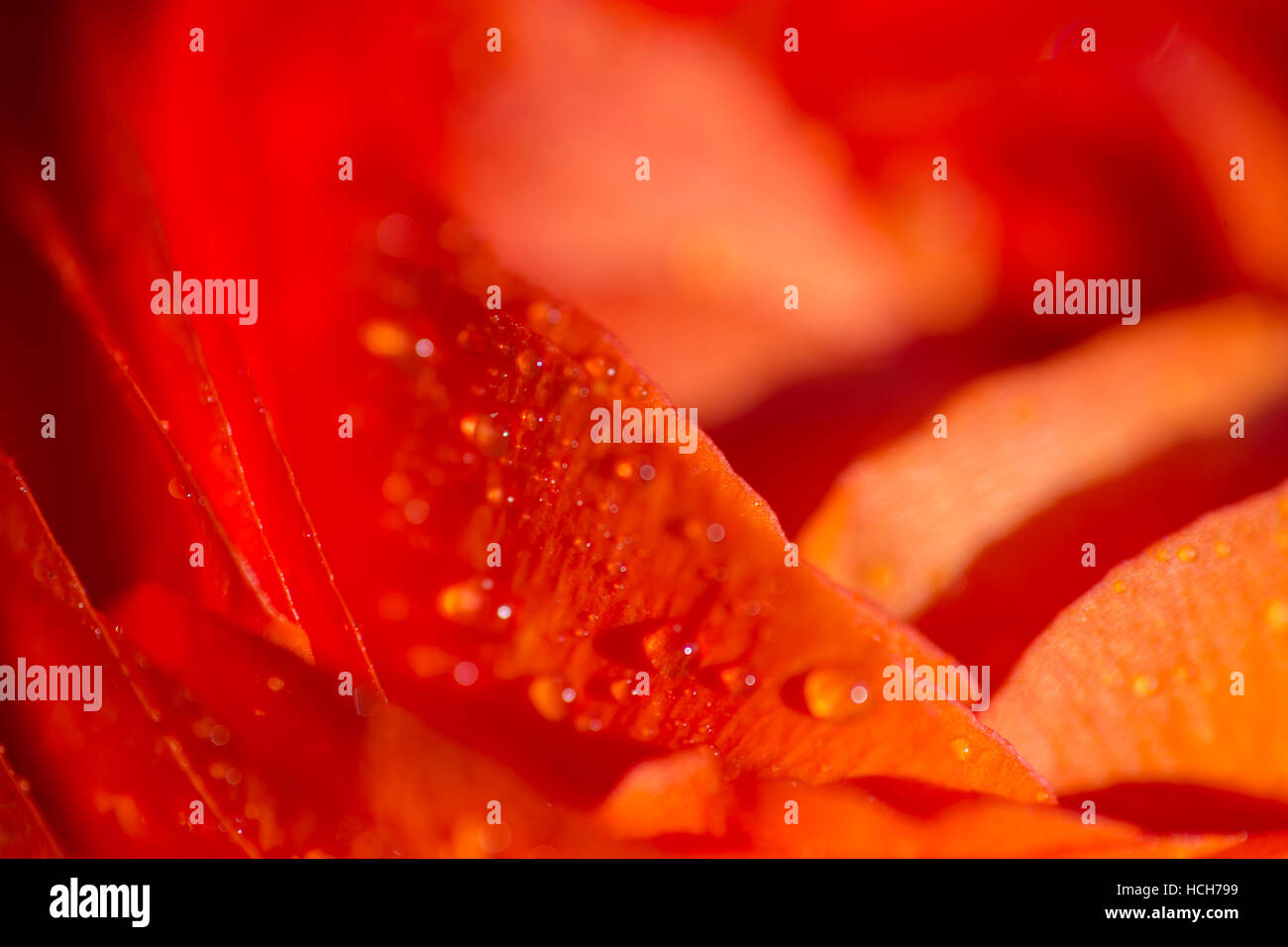 Abstract close up dei petali di un arancio ranuncolo persiano bloom con gocce d'acqua che mostra la texture sul petalo Foto Stock