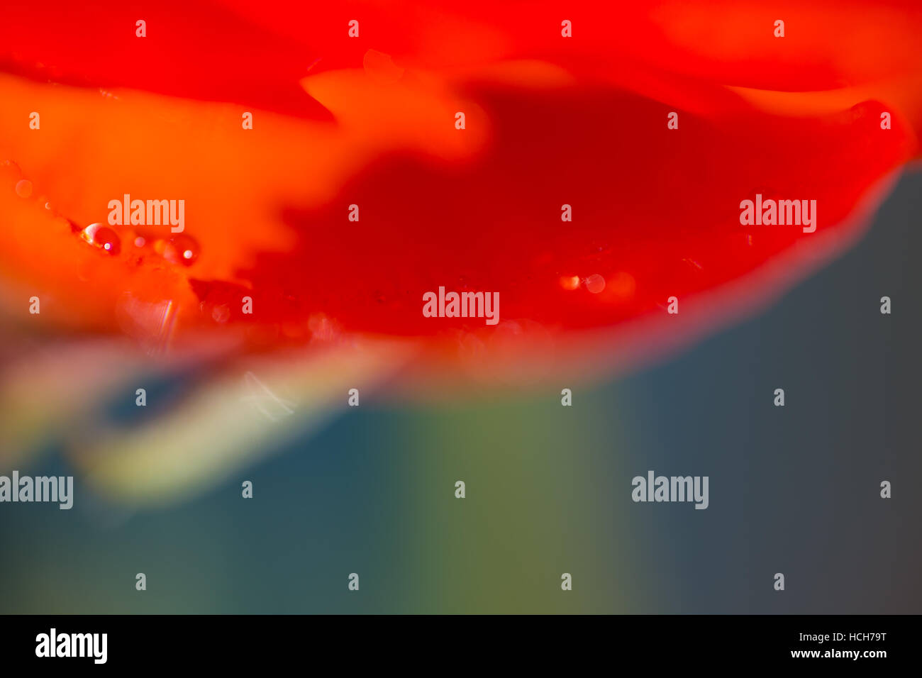 Abstract close up dei petali di un arancio ranuncolo persiano bloom con gocce d'acqua e una blu e sfondo verde Foto Stock