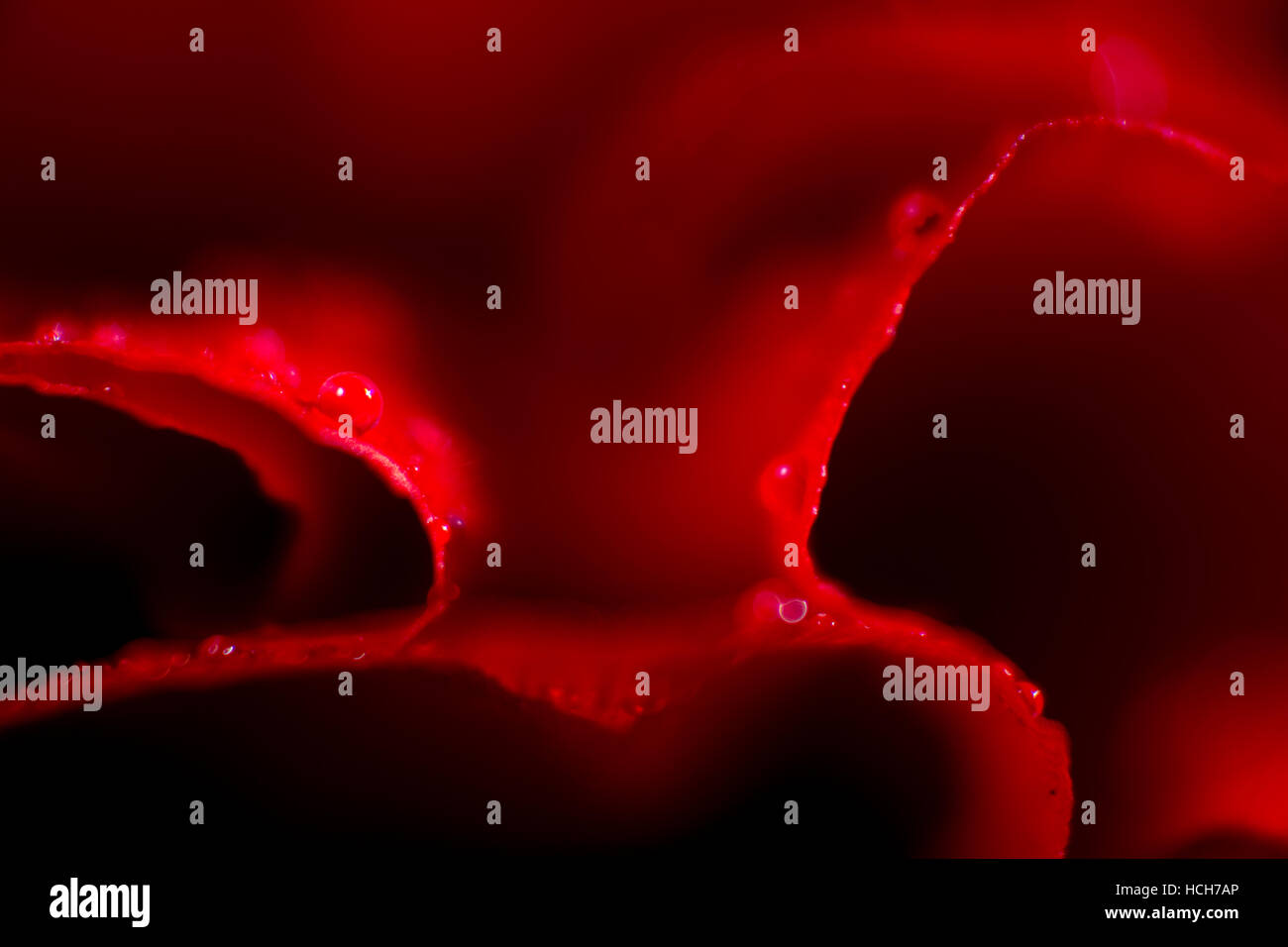 Close up di petali di rosa e gocce di acqua curvo come fogli di carta Foto Stock