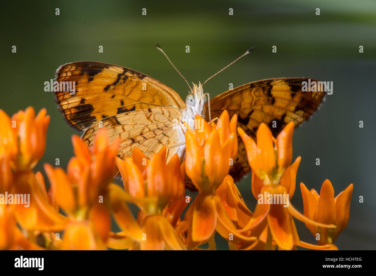 Vista inferiore del Pearl Crescent butterfly bere da una farfalla fiore di erbaccia che mostra la parte inferiore delle ali Foto Stock