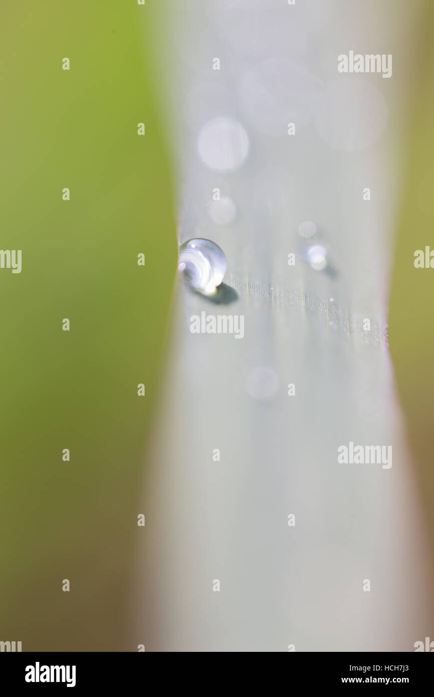 Gocce d'acqua su una lama di erba con la profondità di campo e la rifrazione Foto Stock