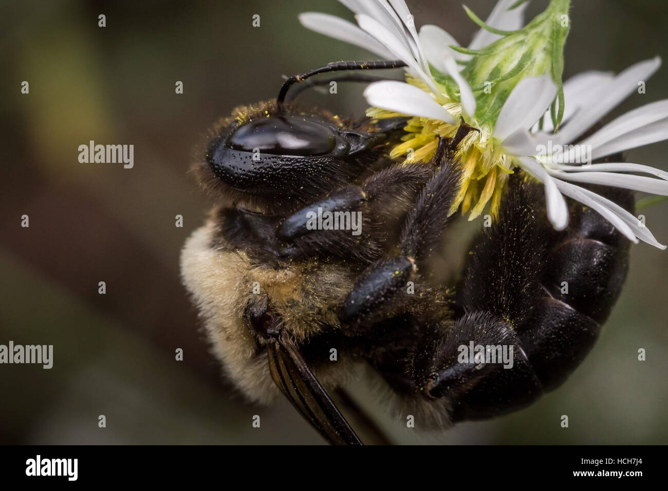 Falegname femmina Bee appeso a testa in giù mentre mangia da un fiore bianco Foto Stock