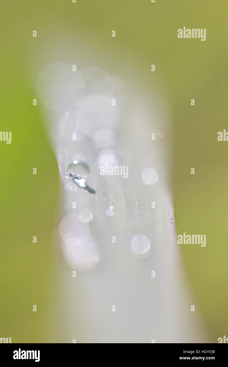 Gocce d'acqua su una lama di erba con la profondità di campo e la rifrazione Foto Stock