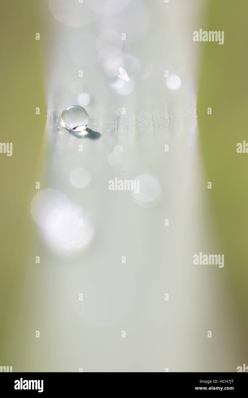 Gocce d'acqua su una lama di erba con la profondità di campo e la rifrazione Foto Stock