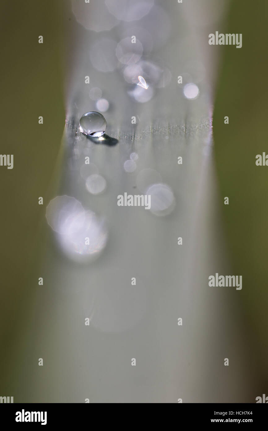 Gocce d'acqua su una lama di erba con la profondità di campo e la rifrazione Foto Stock