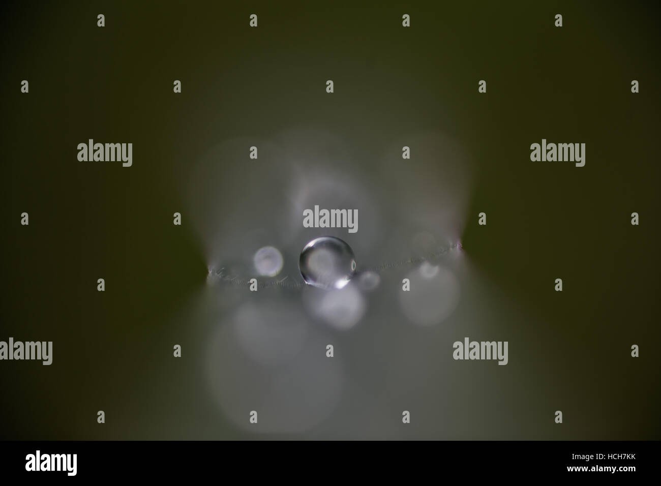 Abstract acqua goccia Nello shallow focus, evidenziato ma in un colore verde più scuro che circonda Foto Stock