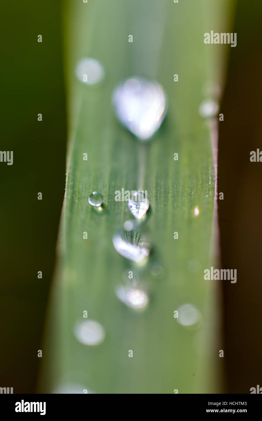 Gocce d'acqua su una lama di erba con la profondità di campo e la rifrazione Foto Stock
