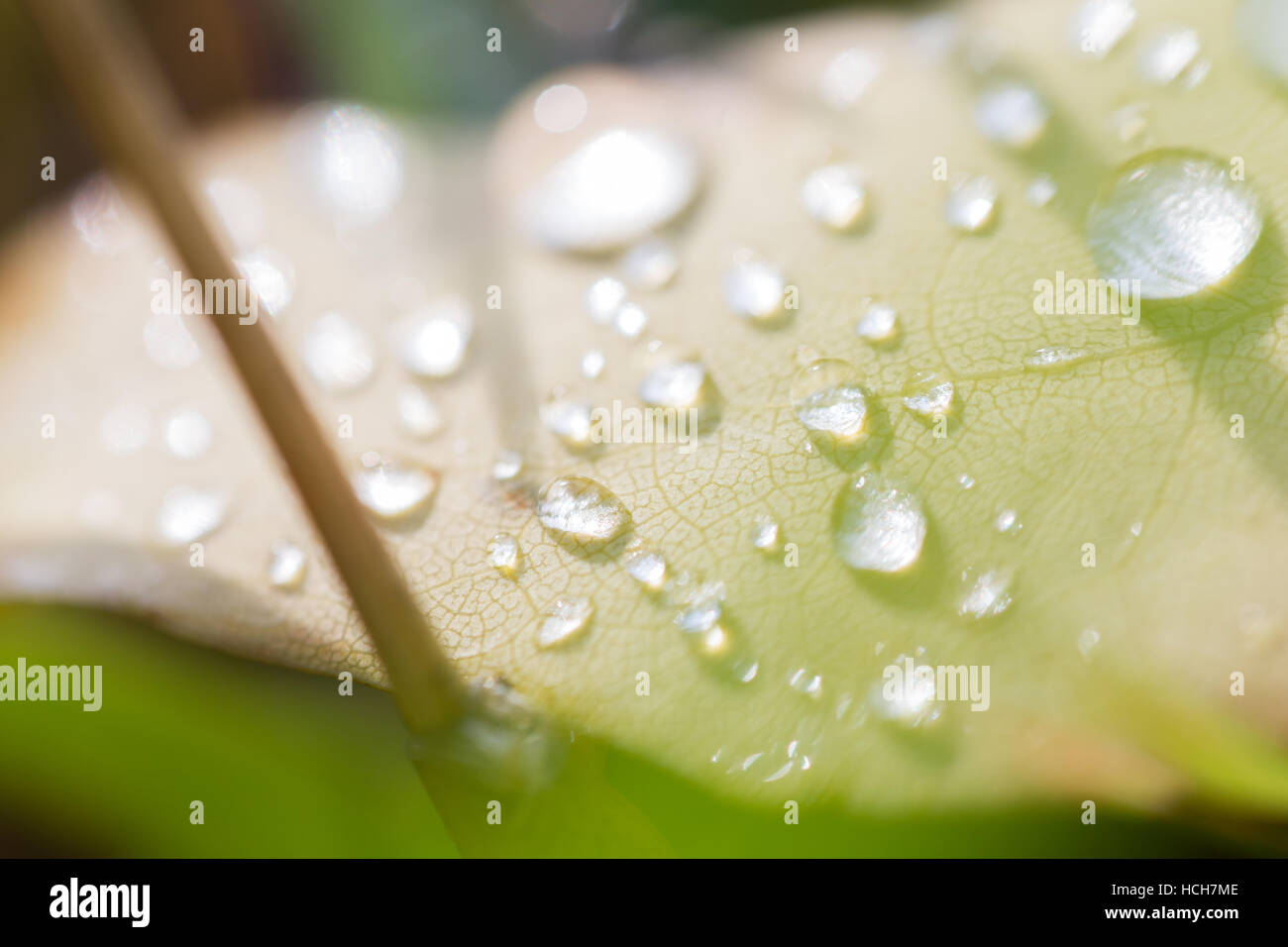 Gocce d'acqua su una foglia che mostra luce rifratta e modelli di vena Foto Stock