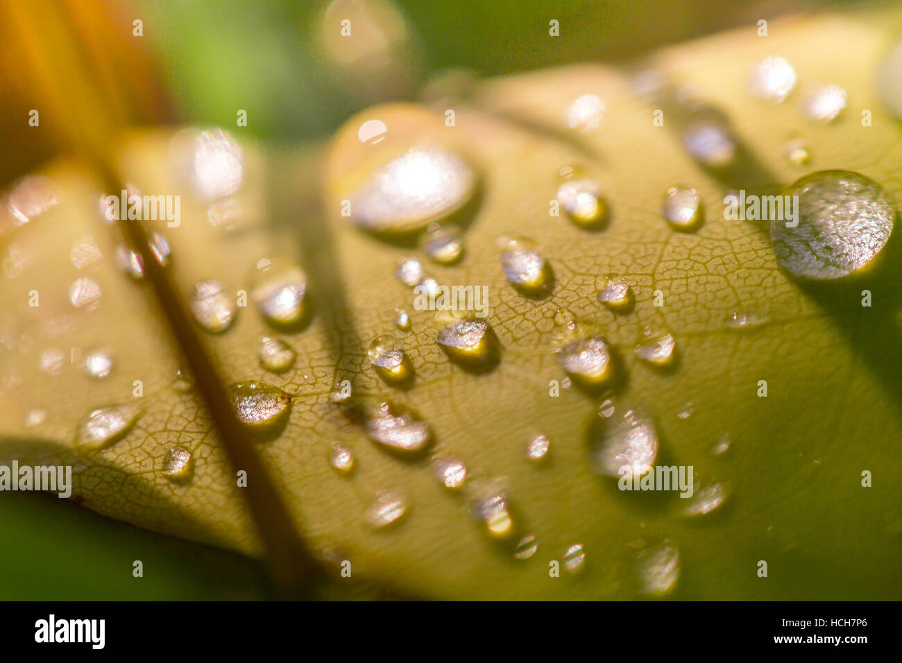 Gocce d'acqua su una foglia che mostra luce rifratta e modelli di vena Foto Stock