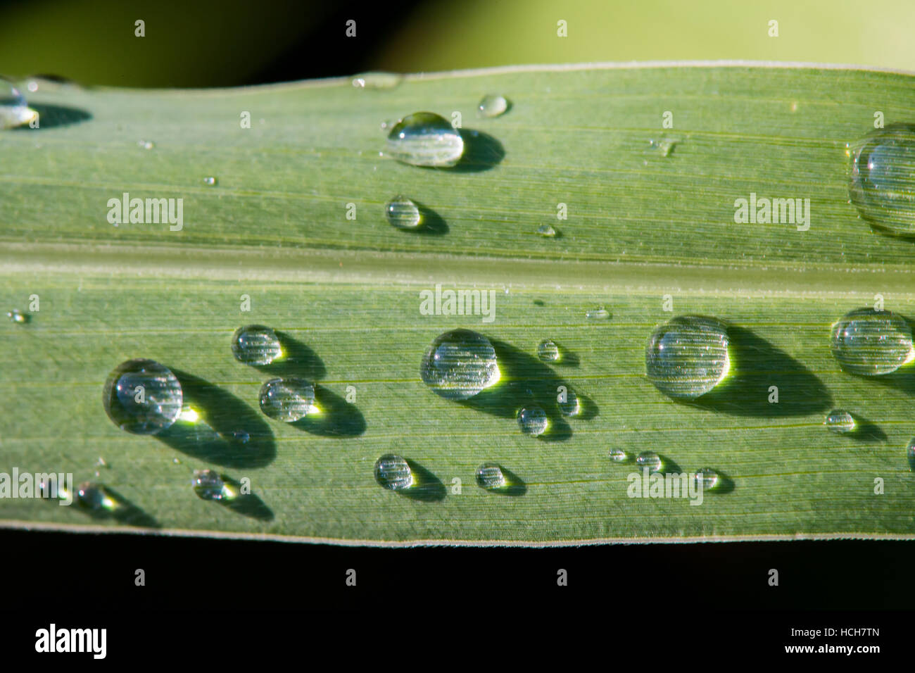 Gocce d'acqua di perline su una vasta paletta di erba che mostra la texture e la rifrazione Foto Stock