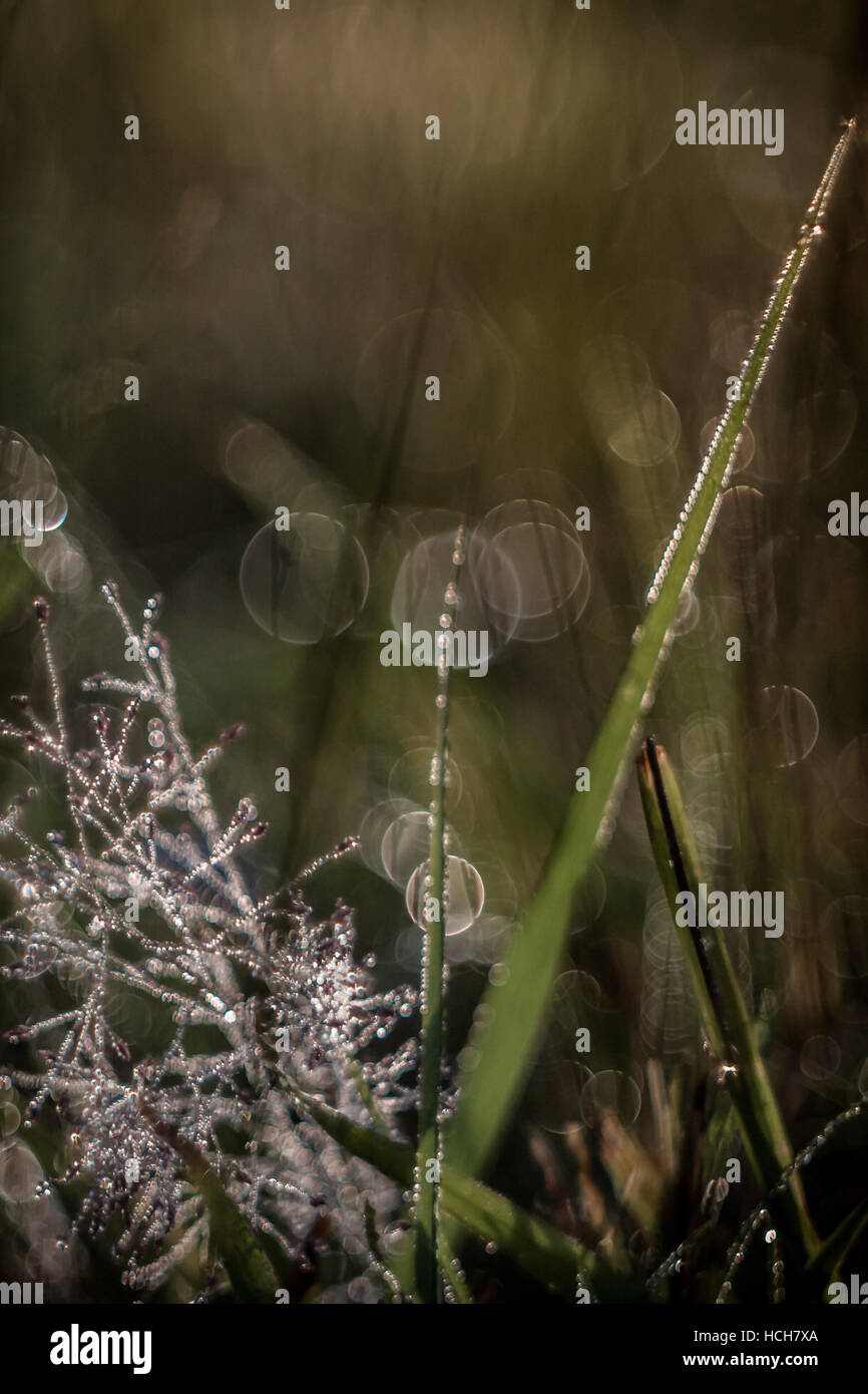 Fortemente dewed erba e fluff di sementi con bokeh highlights Foto Stock