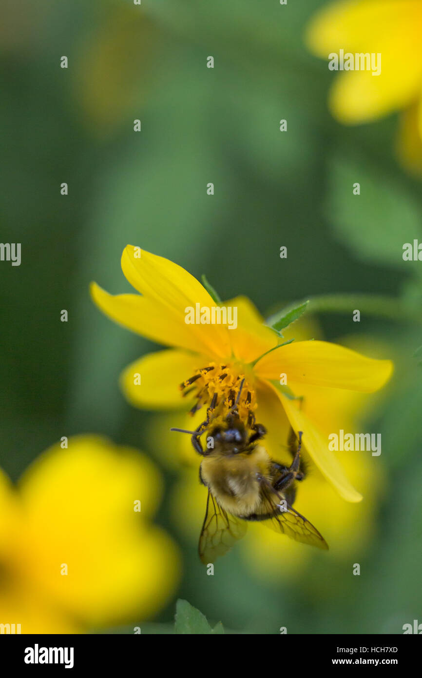 Bumblebee appeso a testa in giù in un giallo fiore Biden Foto Stock