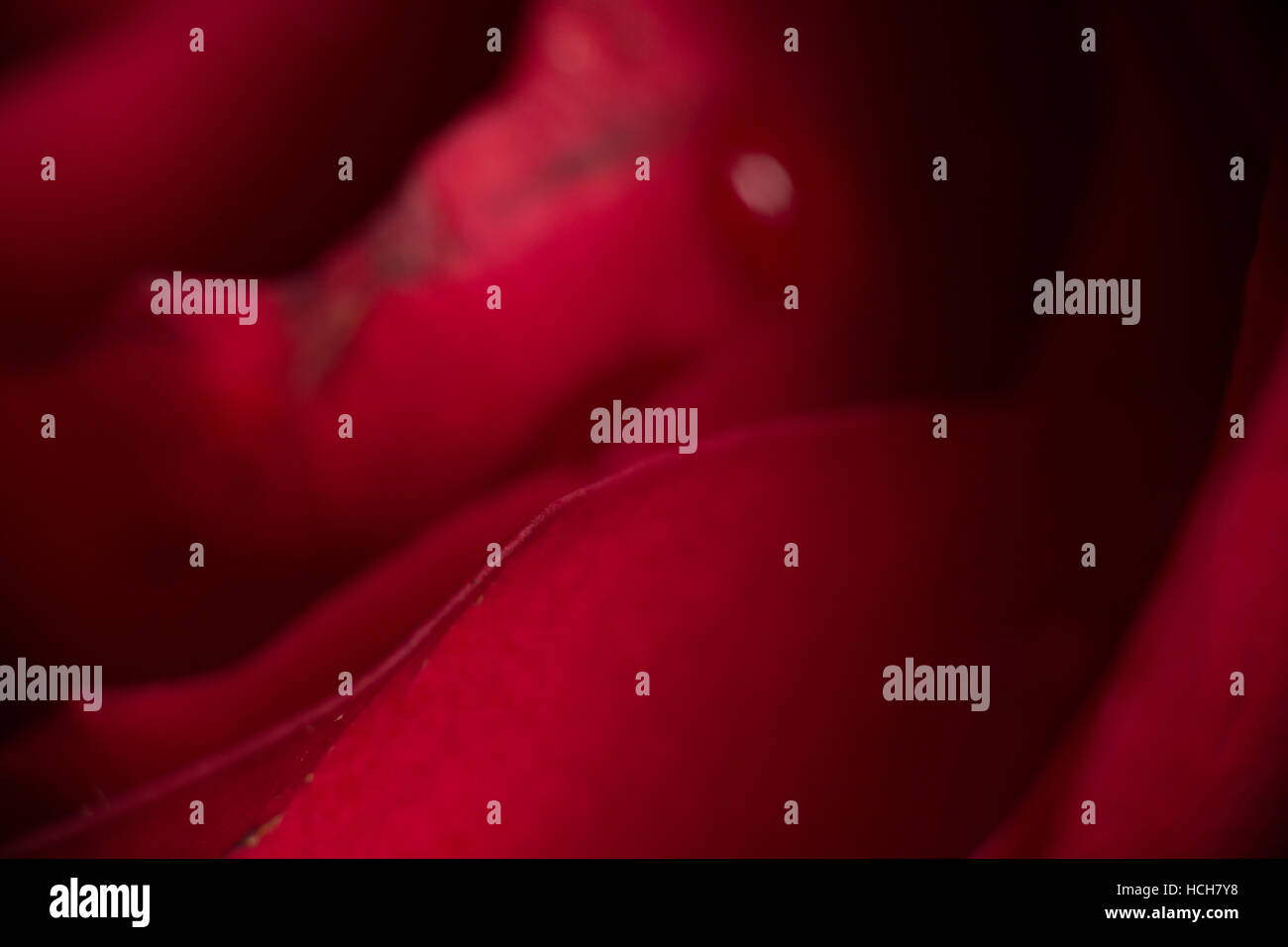 Close up di petali di rosa che mostra le curve di luce e ombra Foto Stock