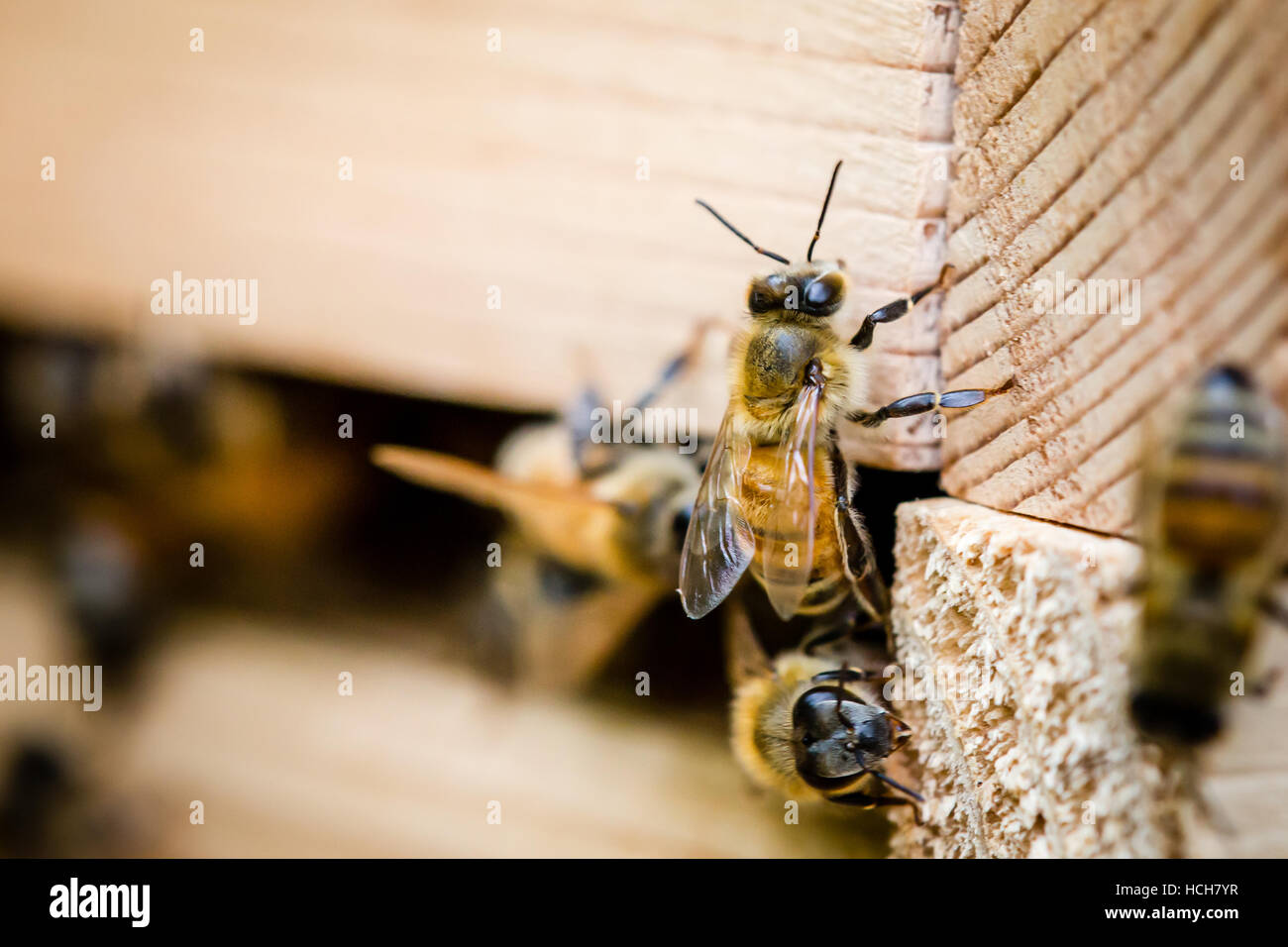 Le api da miele proveniente da un alveare in legno Foto Stock