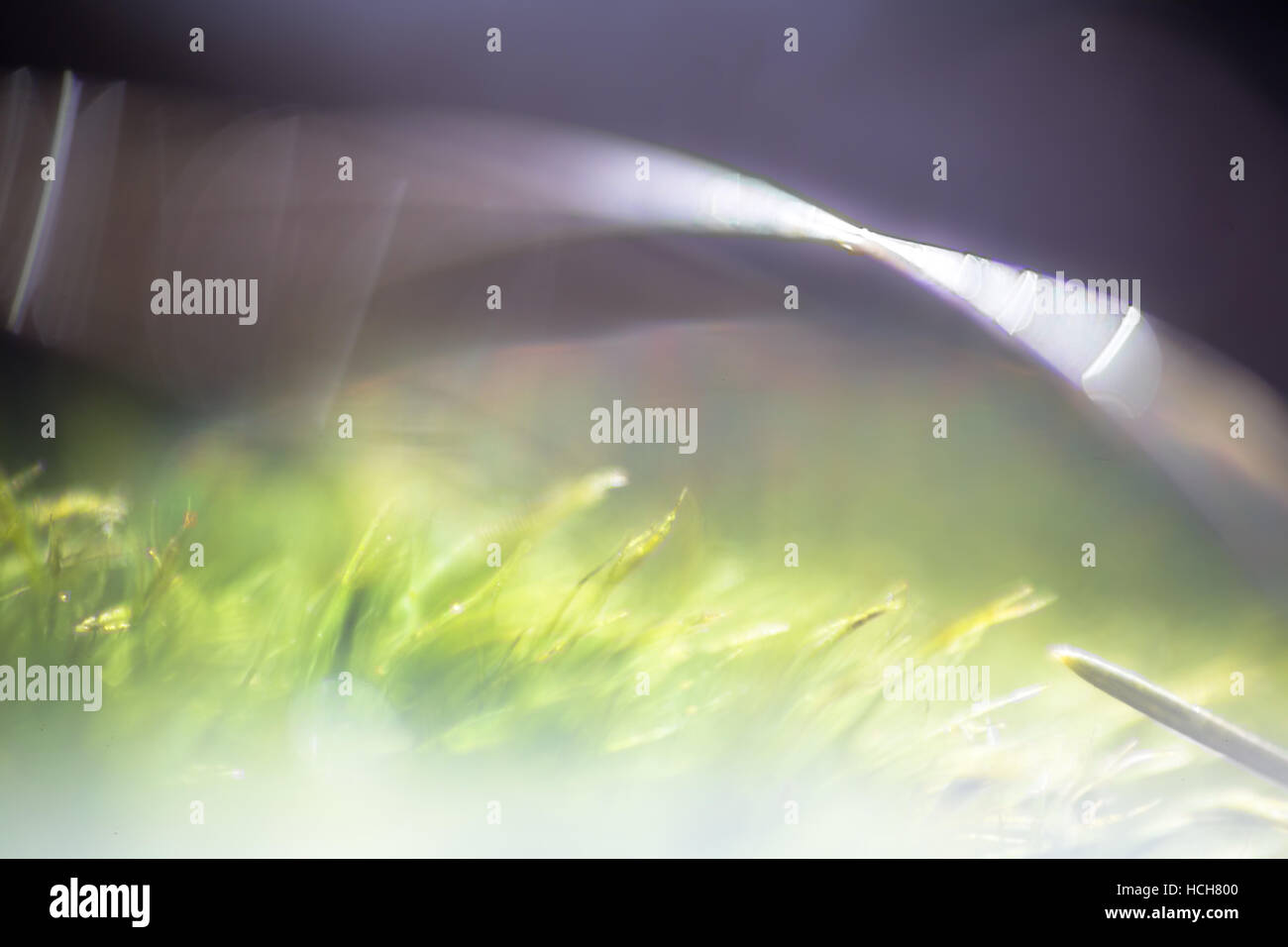 Close up di verde muschio con lens flare creando una curva sopra l'immagine Foto Stock