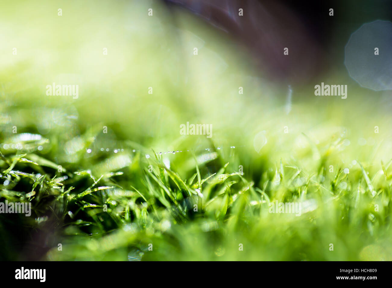 Filamento singolo di una ragnatela con gocce d'acqua, su verde muschio con profondità di campo e bokeh highlights Foto Stock