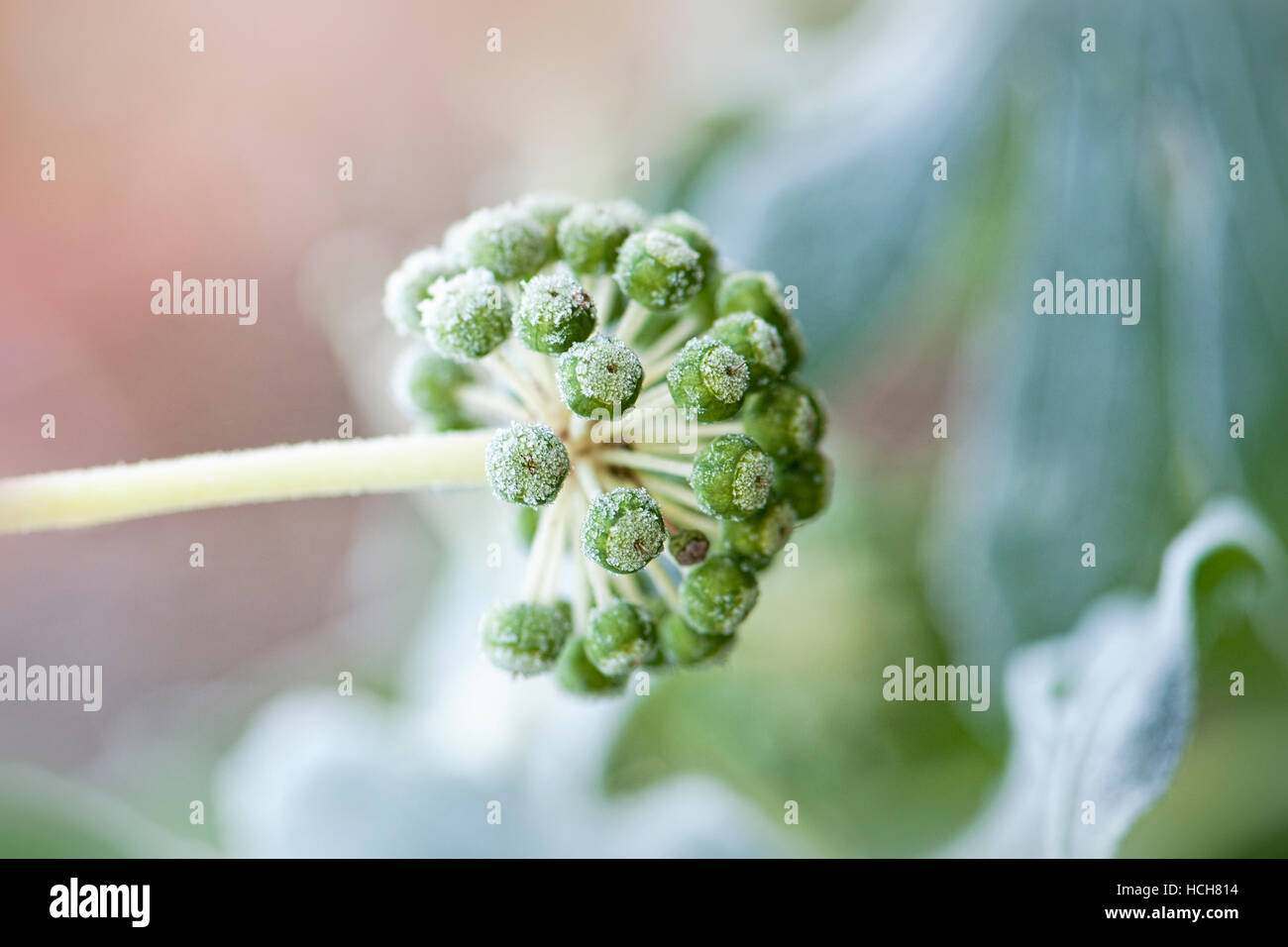 Delicato il gelo che copre la testa di seme di Fatsia japonica arbusto Foto Stock